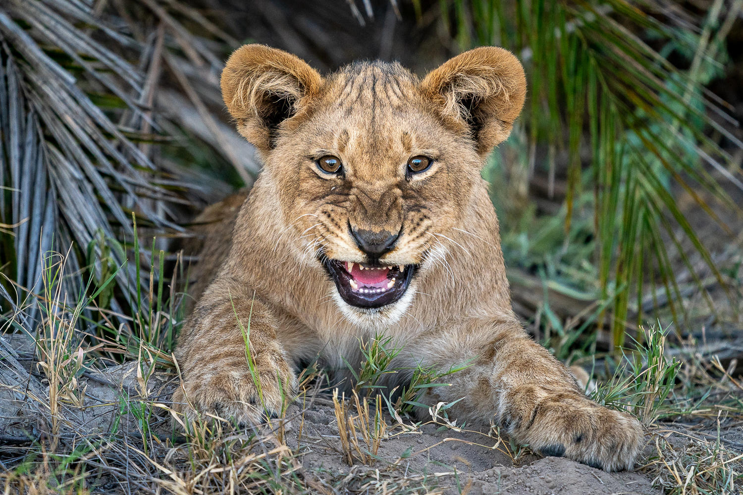 Vivre des safaris Africains à couper le souffle by Ilanda